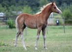 Apart getekend en super mak Welsh B hengstveulen, Dieren en Toebehoren, Pony's, Niet van toepassing, 0 tot 2 jaar, Hengst, C pony (1.27m tot 1.37m)