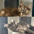 Maine Coon kittens (poesjes ), Dieren en Toebehoren, Katten en Kittens | Raskatten | Langhaar, Meerdere dieren, Gechipt, 0 tot 2 jaar