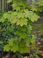 Jonge boom, zeker 2 meter, Tuin en Terras, Planten | Bomen, Overige soorten, Ophalen