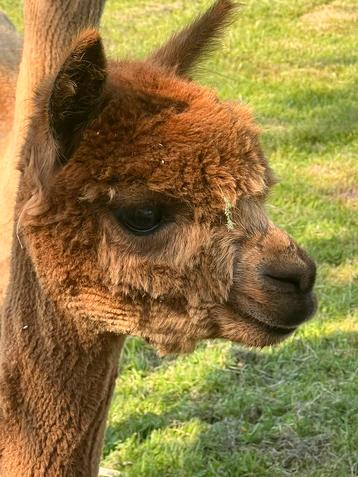 Alpaca Top Dutch: Prachtige jong fawn hengstje van ca 13 mnd beschikbaar voor biedingen