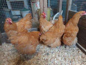 Orpington haan beschikbaar voor biedingen