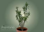 Oleander (Nerium oleander) – Rood & Roze, Ophalen, Zomer, Vaste plant, Volle zon