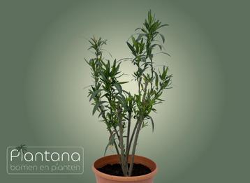 Oleander (Nerium oleander) – Rood & Roze beschikbaar voor biedingen