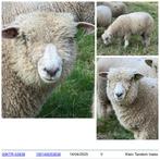 Ineke , Ryeland ooi van april 2025 zwoeger vrij, Dieren en Toebehoren, Schapen, Geiten en Varkens, Schaap