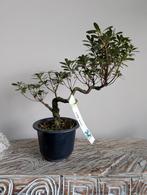 Satsuki Azalea Kotaro Bonsai, Tuin en Terras, Bloeit niet, Halfschaduw, Minder dan 100 cm, Overige soorten