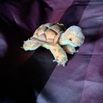 Kleine vintage Schildpad Knuffel steiff, Antiek en Kunst, Ophalen of Verzenden