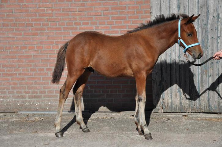 New forest pony hengstveulen v. Heihoeve's Neptunus, Dieren en Toebehoren, Pony's, Hengst, 0 tot 2 jaar
