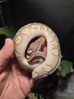 Pastave ( blaze ) het puzzle, Dieren en Toebehoren, Reptielen en Amfibieën, Slang, 0 tot 2 jaar