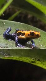 Ranitomeya imitator Jeberos, Dieren en Toebehoren, Reptielen en Amfibieën