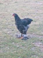 Mooie jonge Brahma haan, 3 maand oud, Dieren en Toebehoren, Pluimvee, Mannelijk, Kip