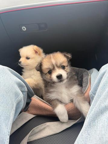 Pomsky mix beschikbaar voor biedingen