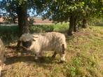 Walliser schwarnase dekram, Dieren en Toebehoren, Schapen, Geiten en Varkens, Mannelijk, Schaap