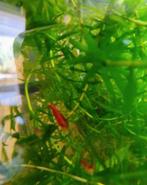 Garnalen 1 euro, Dieren en Toebehoren, Kreeft, Krab of Garnaal