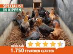 Goede leggers | Marans kippen | Passend advies, Dieren en Toebehoren, Vrouwelijk, Kip