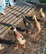 Indische loopeenden, Meerdere dieren, Eend