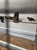 Groenvleugel duiven, Meerdere dieren, Overige soorten