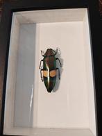 Glans kever in lijst, Verzamelen, Dierenverzamelingen, Ophalen of Verzenden, Insect, Opgezet dier