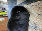 Minilop ram, Dieren en Toebehoren, Mannelijk, Dwerg, 0 tot 2 jaar