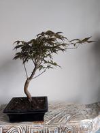 Acer Japanse Esdoorn Bonsai, Bloeit niet, Halfschaduw, Minder dan 100 cm, Overige soorten