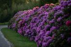 Grote Rhododendrons van eigen kwekerij, Overige soorten, Vaste plant, Ophalen of Verzenden, Halfschaduw