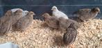 9 chinese dwergkwartels wildkleur te koop, Dieren en Toebehoren, Meerdere dieren