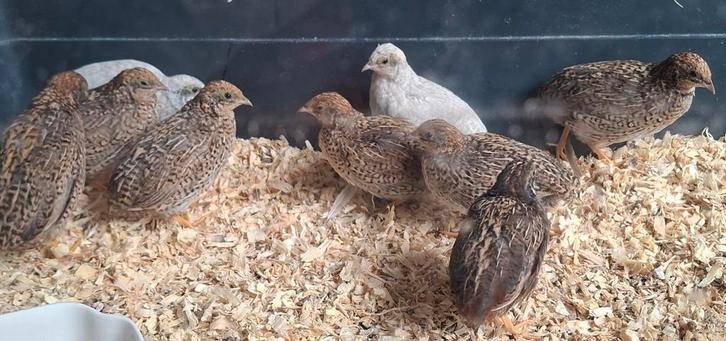 9 chinese dwergkwartels wildkleur te koop, Dieren en Toebehoren, Vogels | Overige Vogels, Meerdere dieren