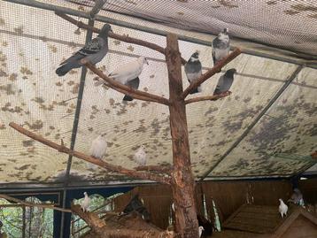 Postduiven grijs, wit en rood beschikbaar voor biedingen