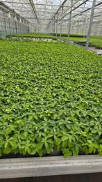 Pachysandra Terminalis - vaste plant - 9cm pot - A kwaliteit, Ophalen of Verzenden, Vaste plant, Bodembedekkers, Volle zon