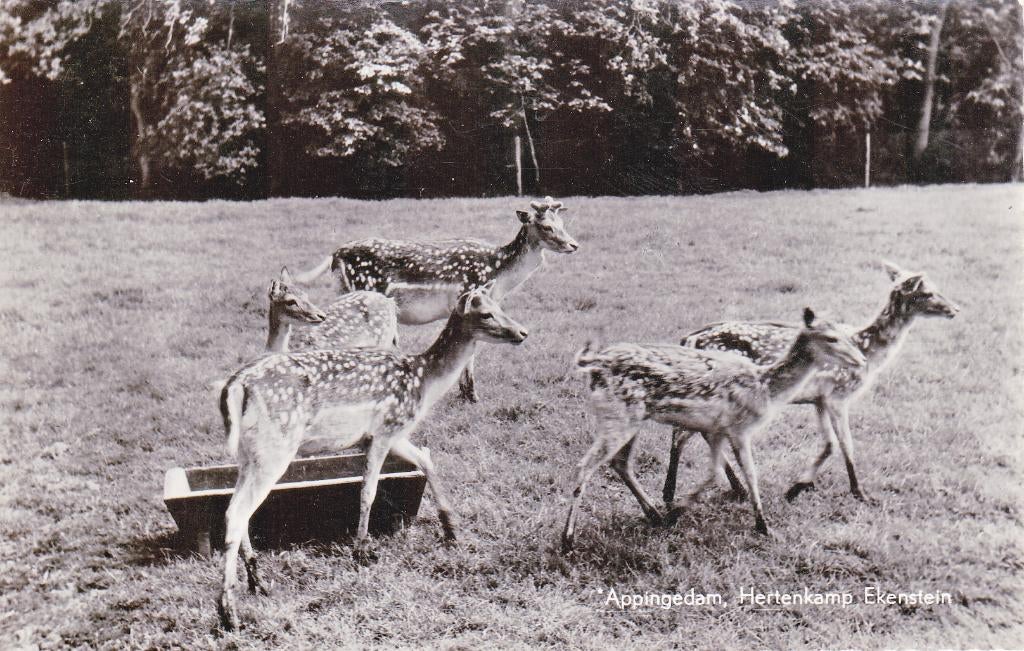 04956 Appingedam - Hertenkamp Ekenstein - 1970, Verzamelen, Ansichtkaarten | Nederland, Ongelopen, Groningen, 1960 tot 1980, Verzenden
