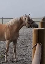 Stoere Haflinger hengst, Dieren en Toebehoren, Minder dan 160 cm, Niet van toepassing, 0 tot 2 jaar, Hengst