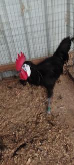 Spaanse witwang, Dieren en Toebehoren, Pluimvee, Meerdere dieren, Kip