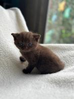 Britse korthaar, Dieren en Toebehoren, Katten en Kittens | Raskatten | Korthaar, Poes, Ontwormd, 0 tot 2 jaar
