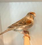 Harlekijn kanarie pop, Dieren en Toebehoren, Vogels | Kanaries, Vrouwelijk, Postuurkanarie