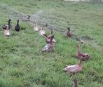 PLUIMVEE, Dieren en Toebehoren, Pluimvee, Meerdere dieren, Eend