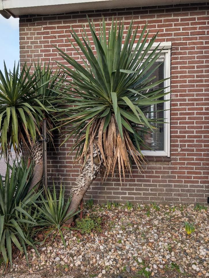 Yucca recurvifolia, Tuin en Terras, Planten | Struiken en Hagen, Struik, Vlinderstruik, 250 cm of meer, Ophalen