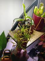 Zonnedauw Capensis stekje te ruil, Tuin en Terras, Planten | Tuinplanten, Ophalen, Volle zon