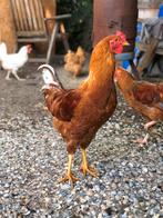 Mooie, grote bruine haan en Lakenvelder haan groot, Dieren en Toebehoren, Pluimvee, Mannelijk, Kip