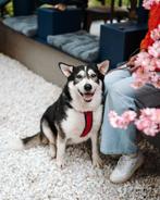 ‍ Mirra zoekt zijn familie ‍, Particulier, Buitenland, Teef, Eén hond