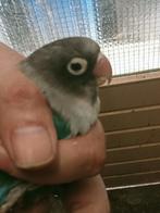 Prachtige brr agapornis personata turquoise, Dieren en Toebehoren, Vogels | Parkieten en Papegaaien, Meerdere dieren, Dwergpapegaai of Agapornis