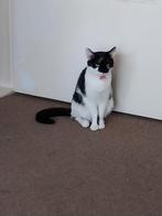 Wie heeft mijn katten uit asiel Noordbroek almelo gehaald, Dieren en Toebehoren