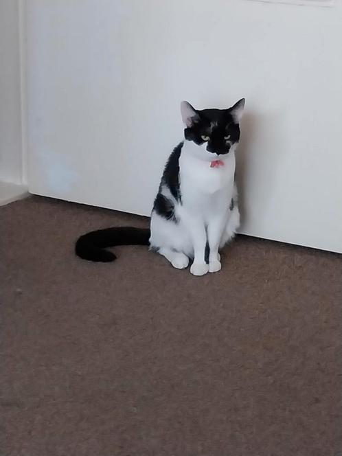 Wie heeft mijn katten uit asiel Noordbroek almelo gehaald, Dieren en Toebehoren, Vermiste en Gevonden Dieren