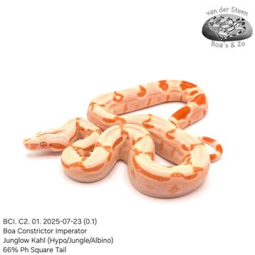 Boa constrictor BCI. C2. 2025 beschikbaar voor biedingen
