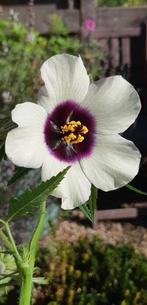 Uit de biologische moestuin: Hennep Stokroos, zaden., Ophalen of Verzenden, Voorjaar, Volle zon, Zaad