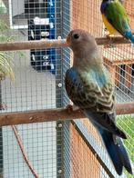 Blauwe bourkes  man  van 2025, Dieren en Toebehoren, Vogels | Parkieten en Papegaaien, Vrouwelijk, Parkiet