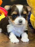 Biewer pups, Dieren en Toebehoren, Honden | Chihuahua's en Gezelschapshonden, België, Overige rassen, CDV (hondenziekte), 8 tot 15 weken