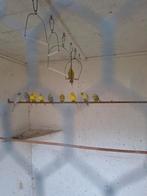 Grasparkieten, Meerdere dieren, Parkiet