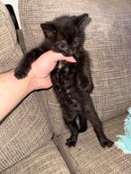 Kitten om te verkopen, Dieren en Toebehoren, Katten en Kittens | Overige Katten, Kater, Kortharig, 0 tot 2 jaar