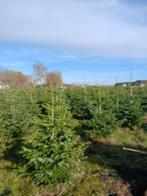 kerstbomen, Tuin en Terras, Planten | Bomen, Overige soorten, 100 tot 250 cm, Zomer, Ophalen