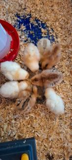 Broedeieren Araucana x Isabrown broed eieren, Geslacht onbekend, Kip