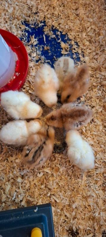 Broedeieren Araucana x Isabrown broed eieren beschikbaar voor biedingen